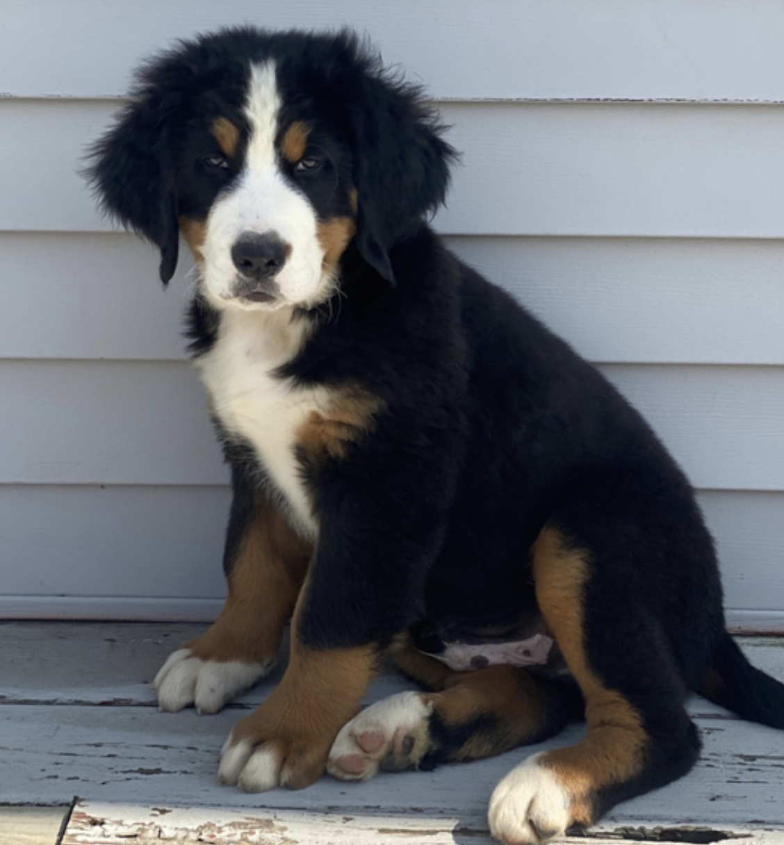 comprar cachorros sanos, baratos y asequibles para la venta